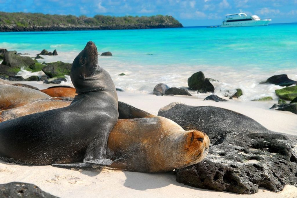 Viagem Para As Ilhas Galápagos Conheça Todas As Dicas Descubra Turismo 5082