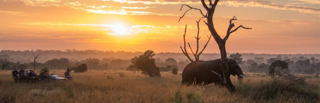 Safáris na África: uma maneira incrível de estar perto da vida selvagem