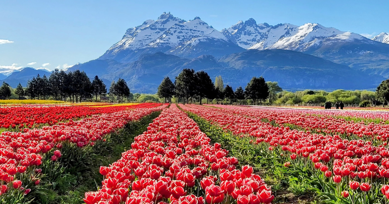 Tulipas Bariloche