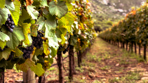 Vinícolas Salta e Jujuy